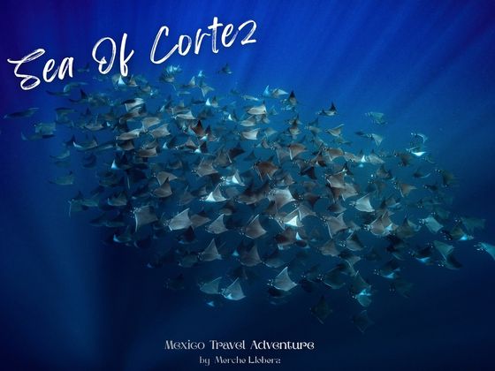2027-05-28 Mexico Sea of Cortez - Swim with Great Mobula Ray Migration & Wild Orcas - Xpert Buddy
